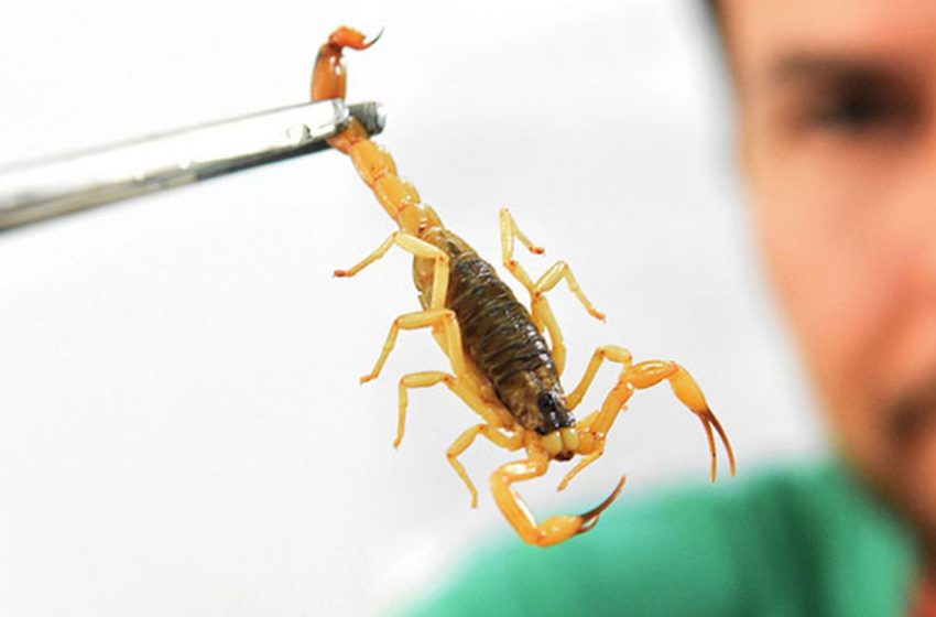  Cotia alerta sobre risco de escorpiões e animais peçonhentos
