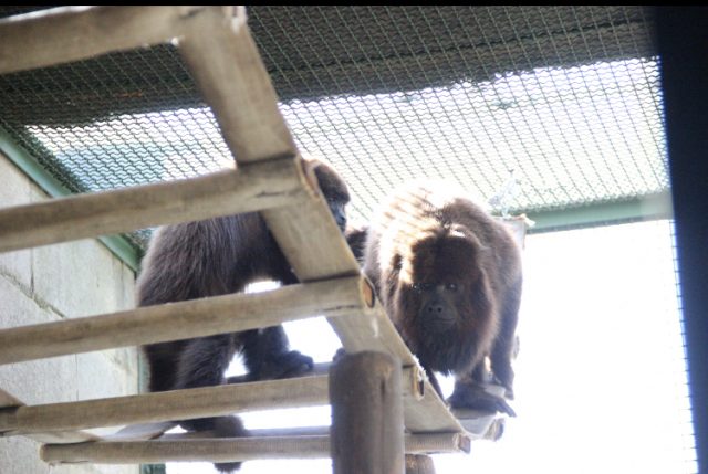  Crime ambiental: Barueri alerta sobre ataques contra macacos