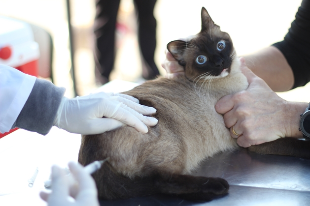  Zoonoses abre agendamento de vacina contra raiva de cães/gatos