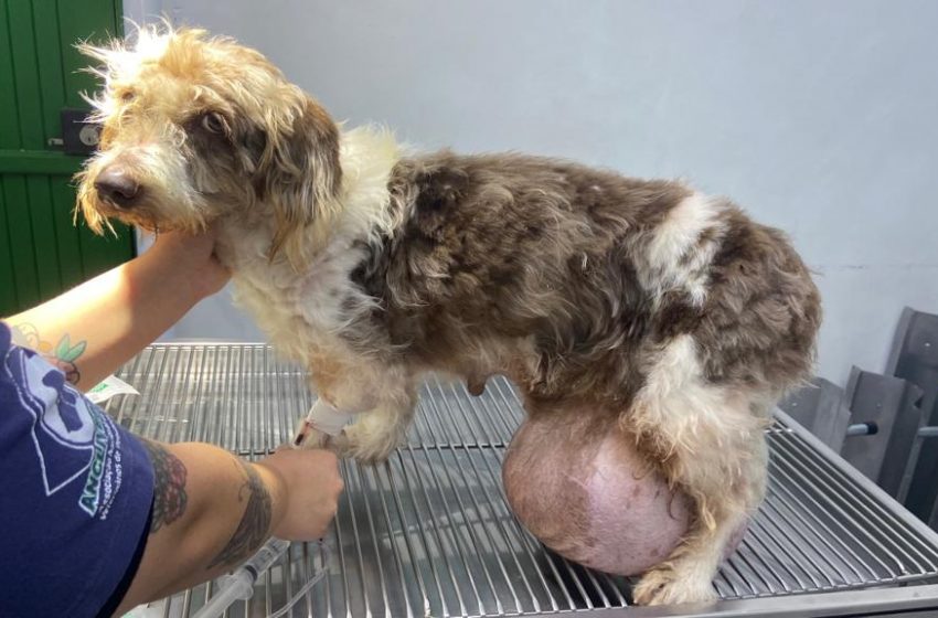  Cachorra passa por intervenção cirúrgica no Hospital Veterinário