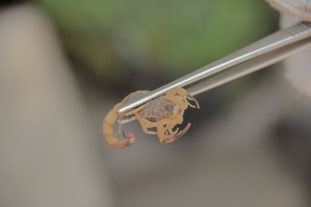  Zoonoses aponta medidas para manter escorpiões longe de residências