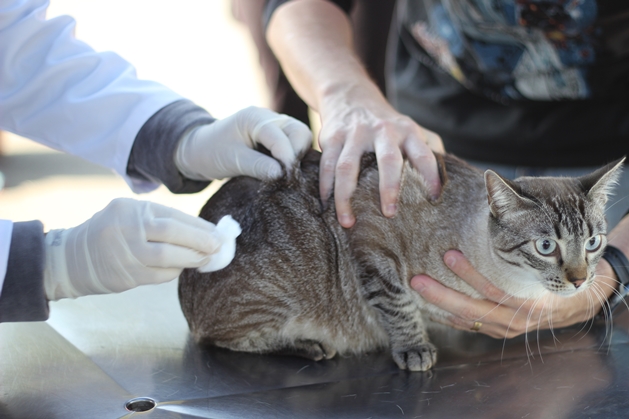  Férias de janeiro é oportunidade para atualizar vacinação de cães e gatos 