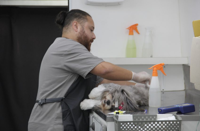  Maio inicia com agendamento de castração gratuita de pets em Barueri