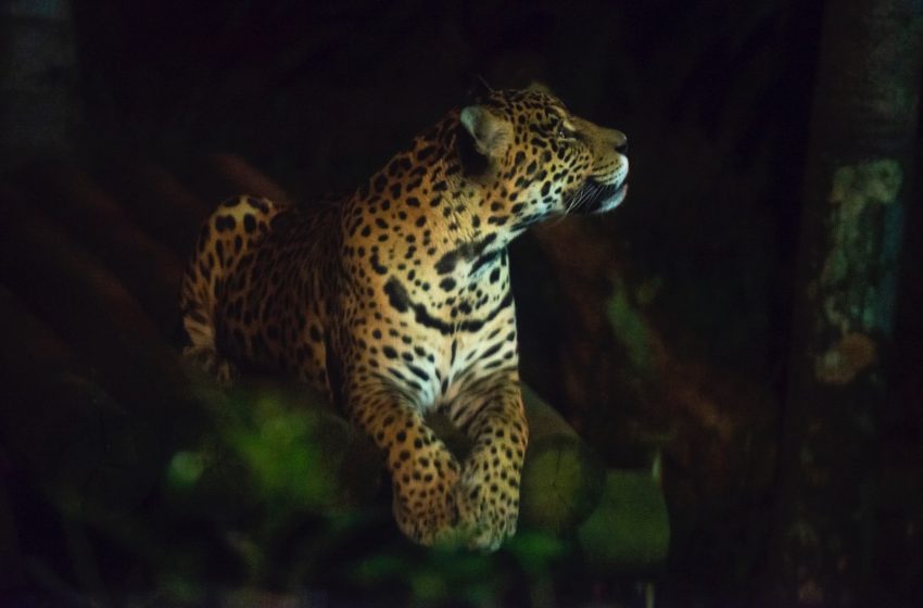  Noite Animal tem família de leões e outras atrações no Zoológico de São Paulo