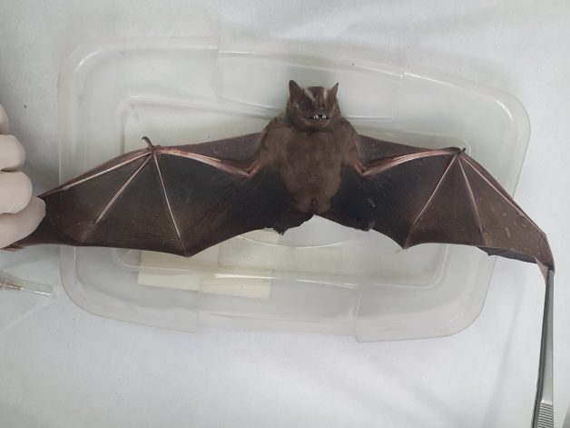 Secretaria de Saúde adverte sobre a raiva transmitida por morcegos em Barueri