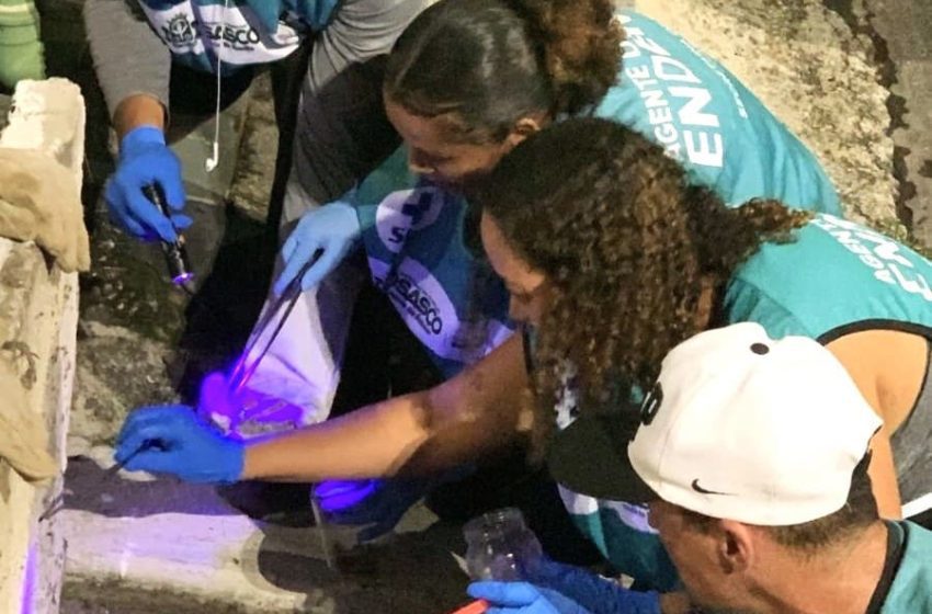  Osasco intensifica combate a escorpiões com busca ativa noturna