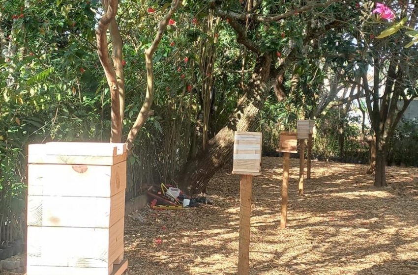  Cotia implanta o 1º Meliponário Municipal no Viveiro Parque Curupira