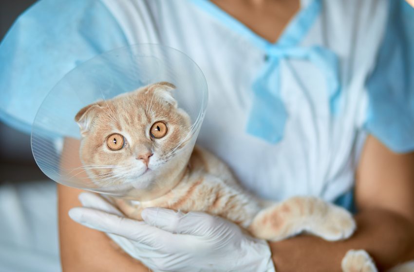  Jandira inicia a Castração gratuita para cães e gatos