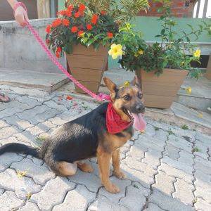  Shopping Taboão transforma julho em lar de esperança para pets à procura de amor