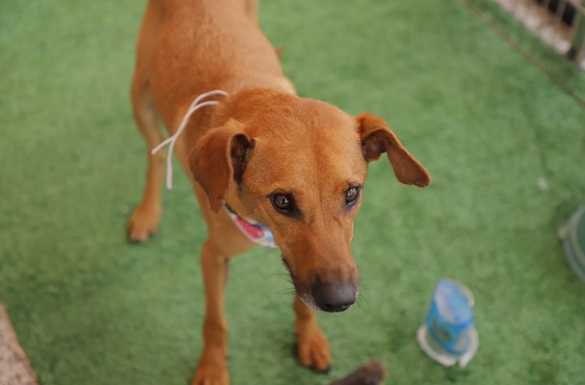  Agendamento para castração de pets será aberto no dia 3 de setembro em Barueri