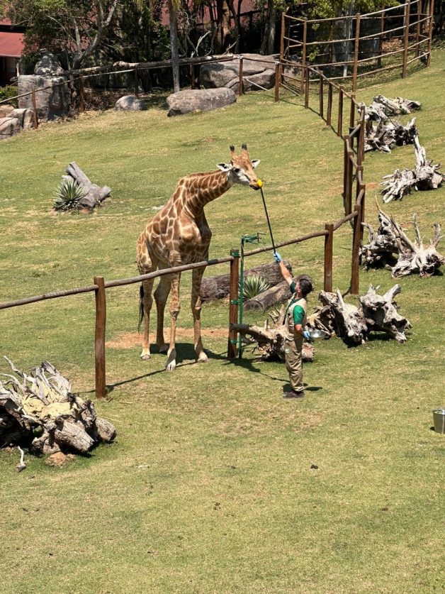 Créditos: Animália Park