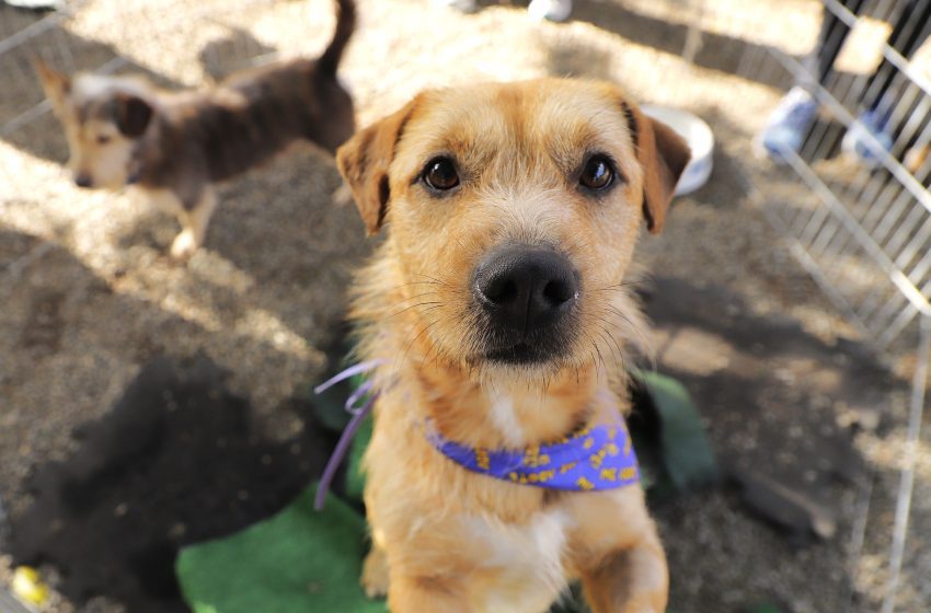  Agendamento para castração de pets abre nesta quarta-feira, dia 1°