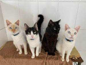  Shopping Taboão realiza 3ª Feira de Adoção com cães e gatos resgatados
