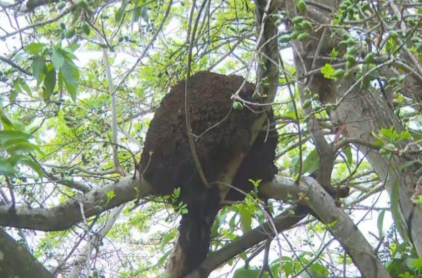 Ataques de abelhas disparam no interior paulista e preocupam especialistas