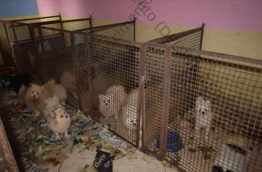  Casal é condenado a indenizar em r$ 690 mil por maus-tratos a animais em limeira