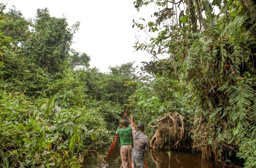  França lidera plano bilionário para proteger floresta tropical do congo
