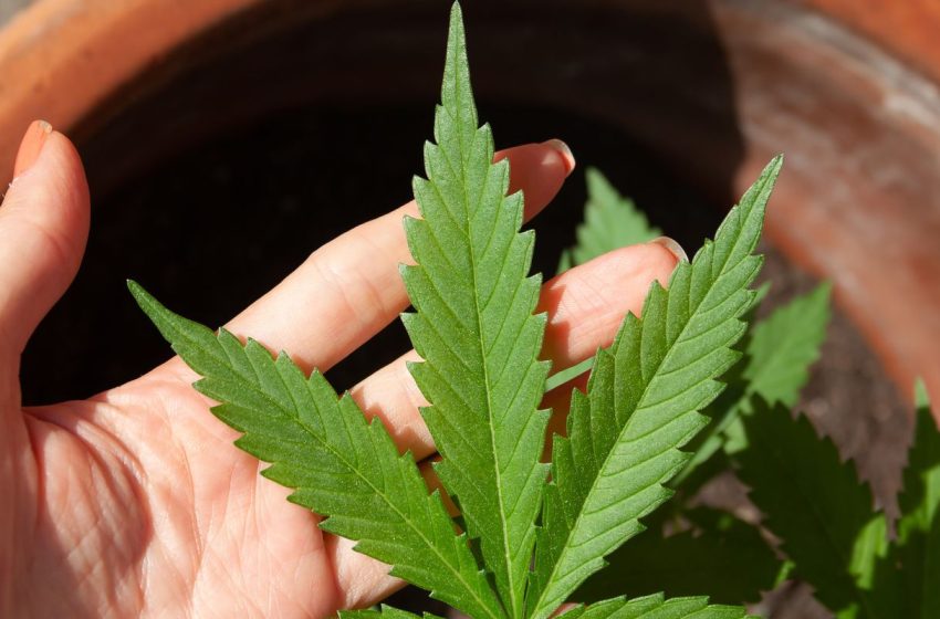  Stj prorroga prazo para regras do plantio de cannabis medicinal