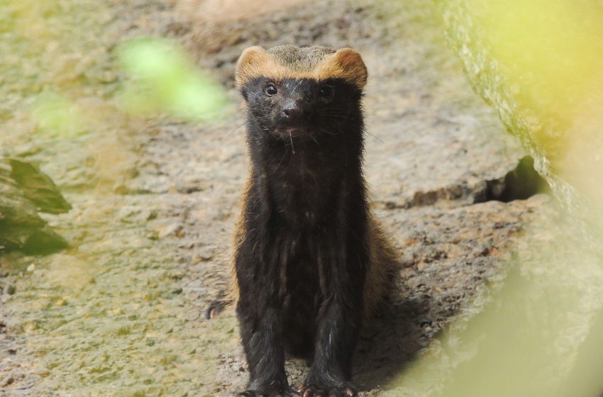  Furões-pequenos surpreendem ao serem avistados em grupo na caatinga pernambucana