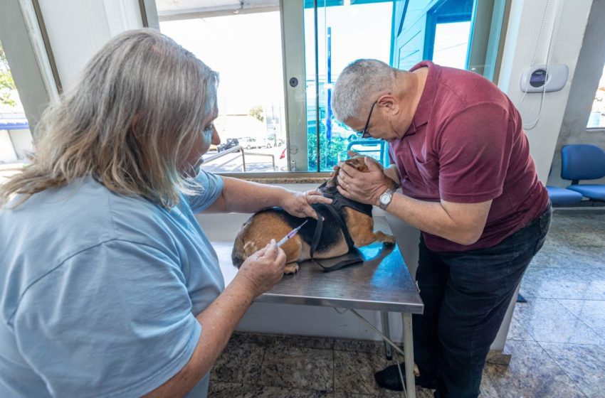  Gato com raiva é confirmado em jundiaí, primeiro caso em decadas