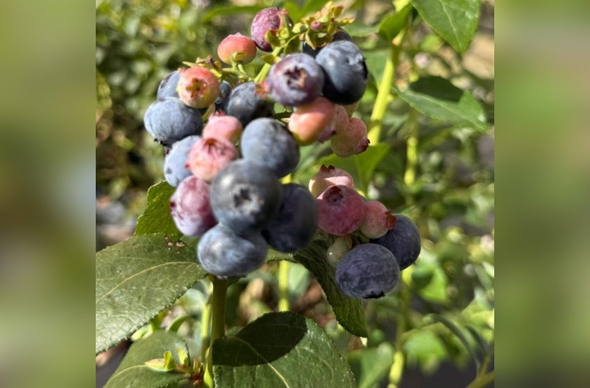  Mirtilos em itu: parque oferece colheita e revela benefícios da fruta
