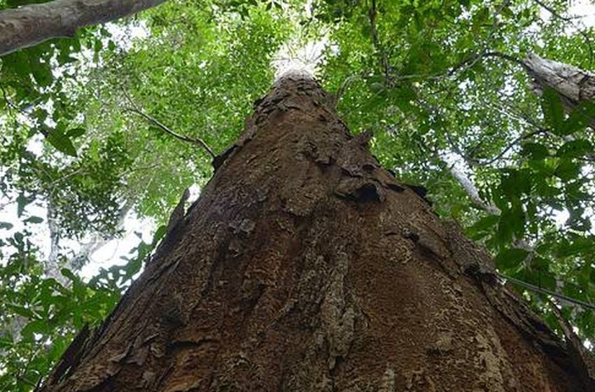  Nova resolução busca proteger o pau-brasil da extinção