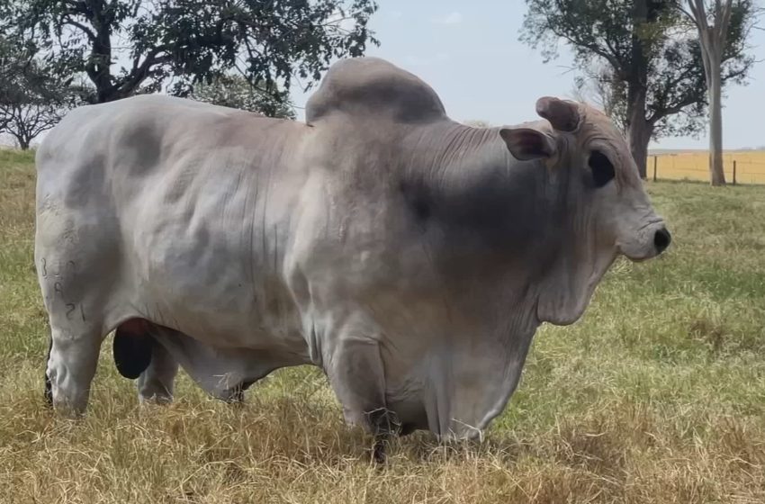  Pecuaristas de São Paulo impulsionam produção com inseminação artificial