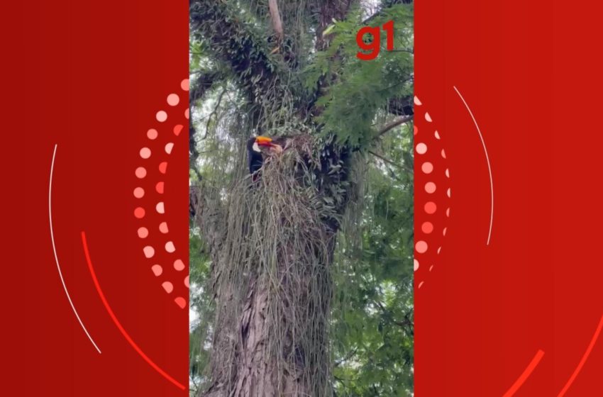 Filhote de tucano encanta ao ser alimentado pela mãe em são josé dos campos