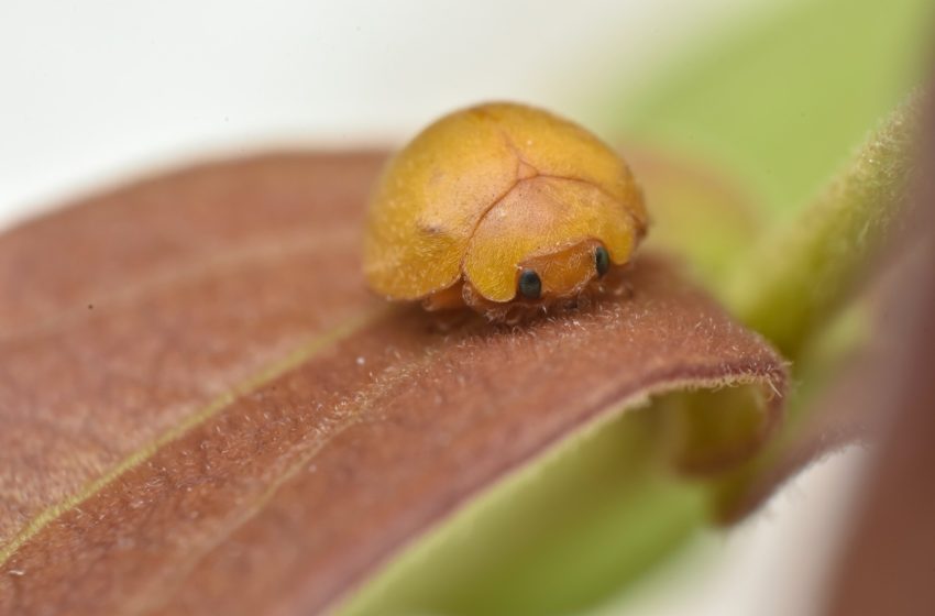  Nova espécie de joaninha herbívora sem pintas é descoberta na Caatinga