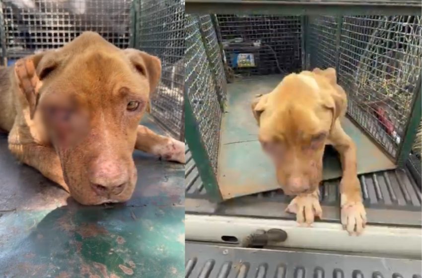  Polícia Ambiental resgata Cão vítima de maus-tratos em Álvares Machado