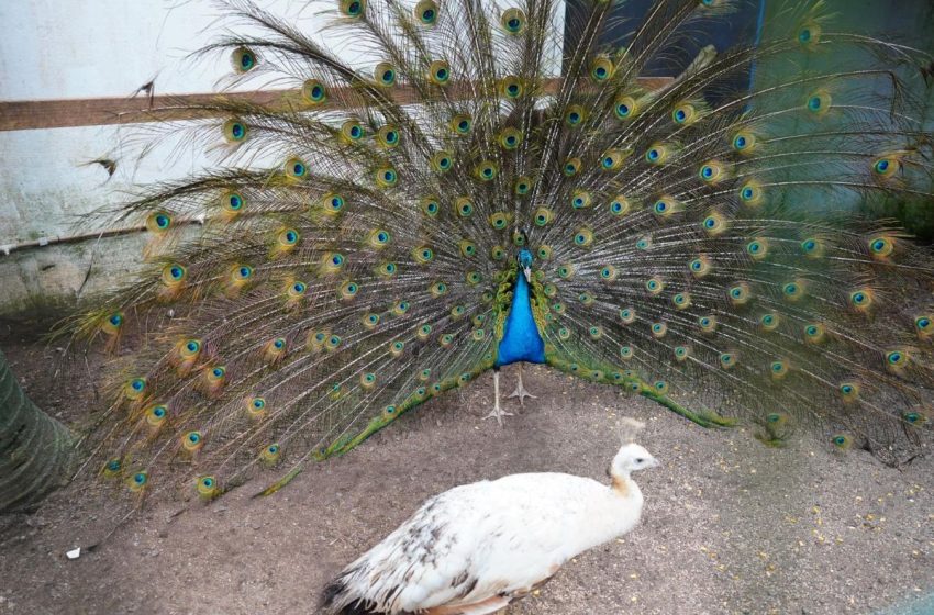  Parque Ecológico de Mongaguá recebe licença oficial de Jardim Zoológico; entenda