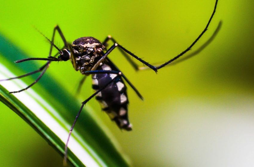  Tecnologia 3D inovadora combate o mosquito Aedes aegypti no Tocantins