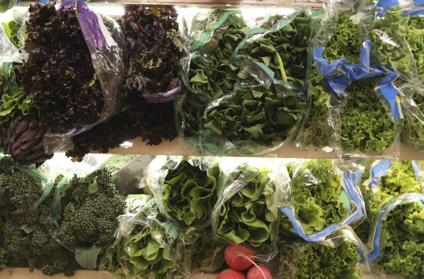  Alimentação e intestino: o guia essencial para uma saúde renovada