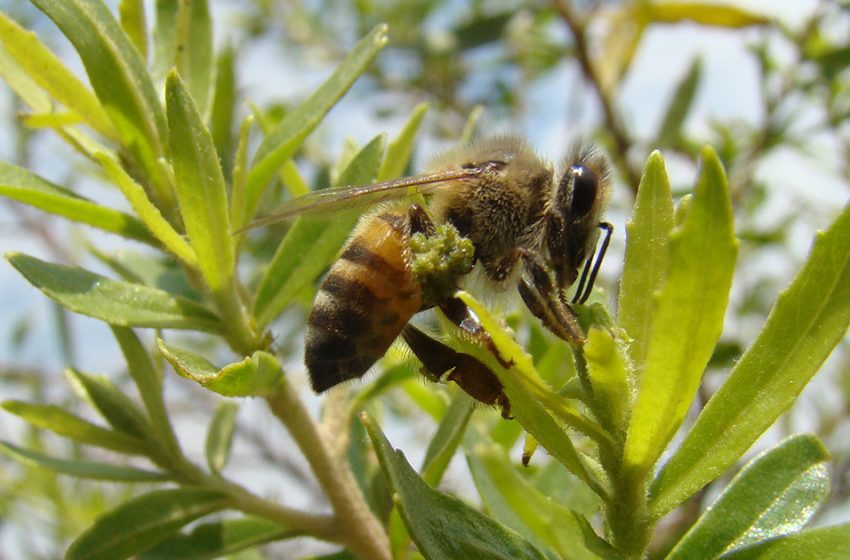  Compostos da própolis verde revelam promissor potencial contra doenças neurodegenerativas
