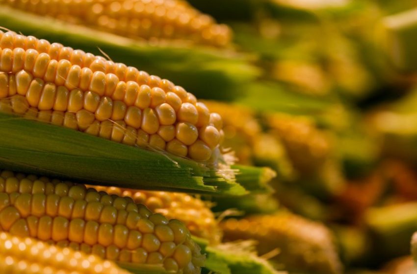  Valor da produção de milho em São Paulo cresce 26% e supera