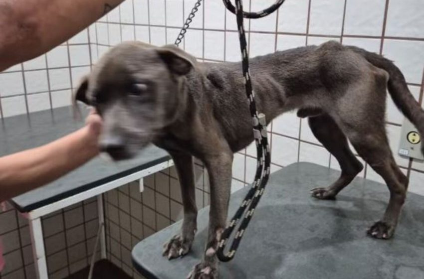  Cachorro anêmico e debilitado resgatado em Santa Rita do Passa Quatro
