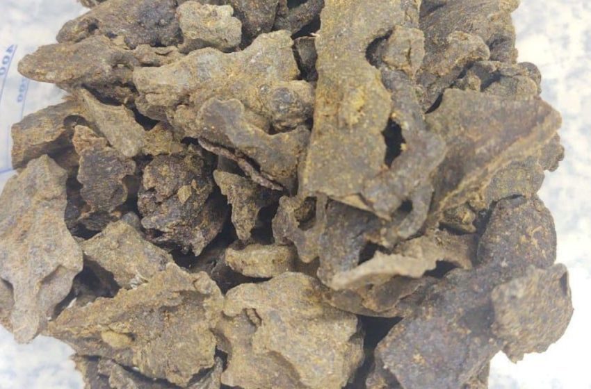  Própolis verde revela potencial promissor contra Alzheimer e Parkinson, aponta estudo