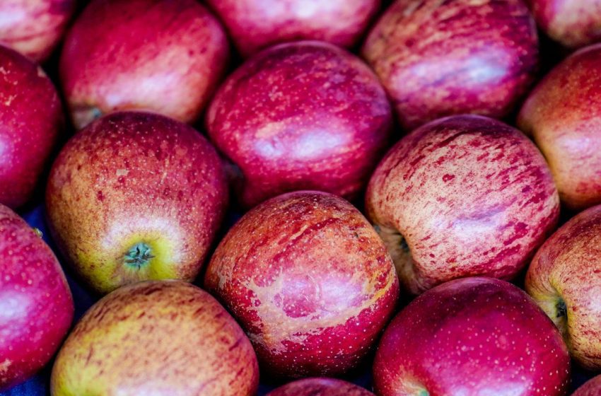  Lancheira saudável: um guia para a volta às aulas sem ultraprocessados