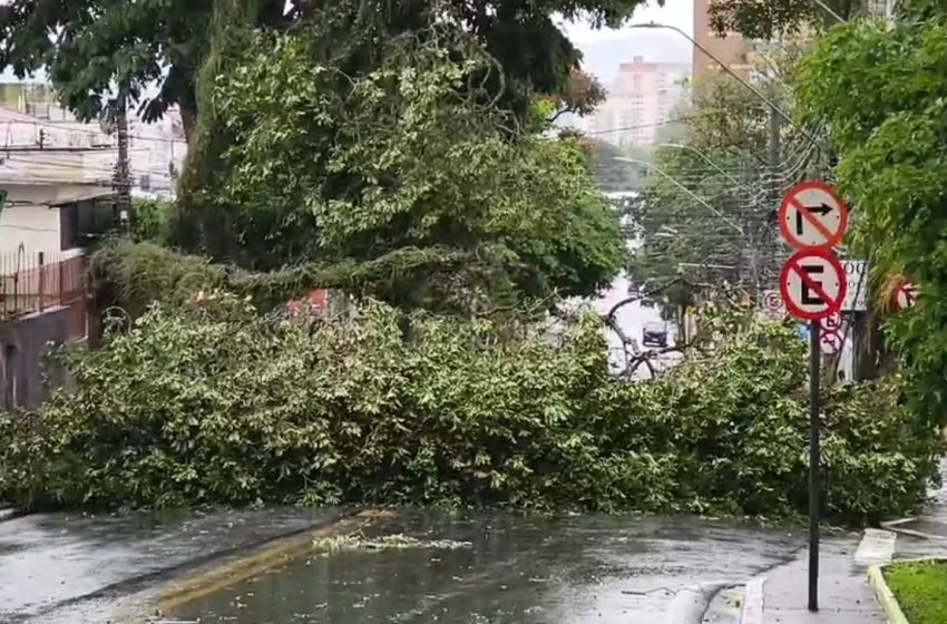  Ventos de 125 km/h causam estragos e queda de árvores em São Paulo