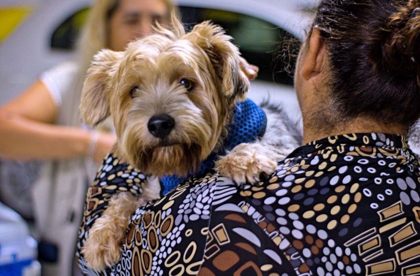  Vacinação antirrábica para cães e gatos já pode ser agendada em Cotia
