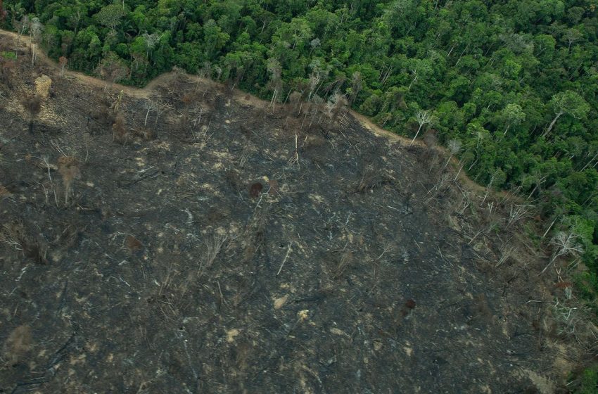  Operação Tamoiotatá 6 impõe R$ 28 milhões em multas ambientais no Amazonas