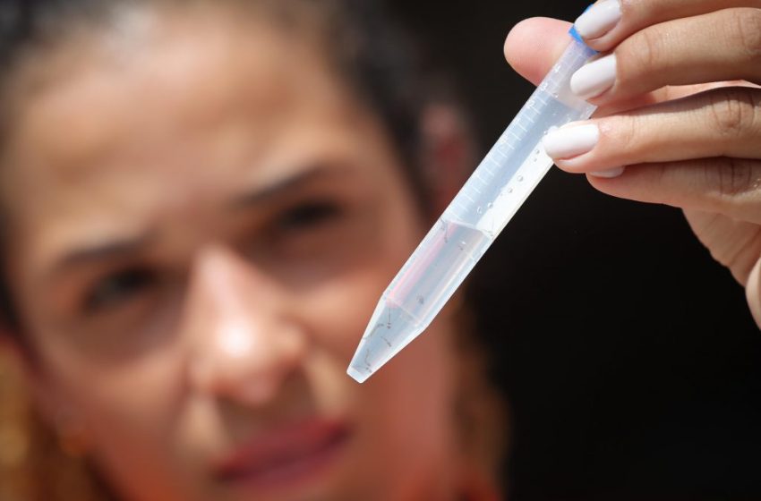  Temperaturas elevadas impulsionam dengue; saiba como combater o mosquito