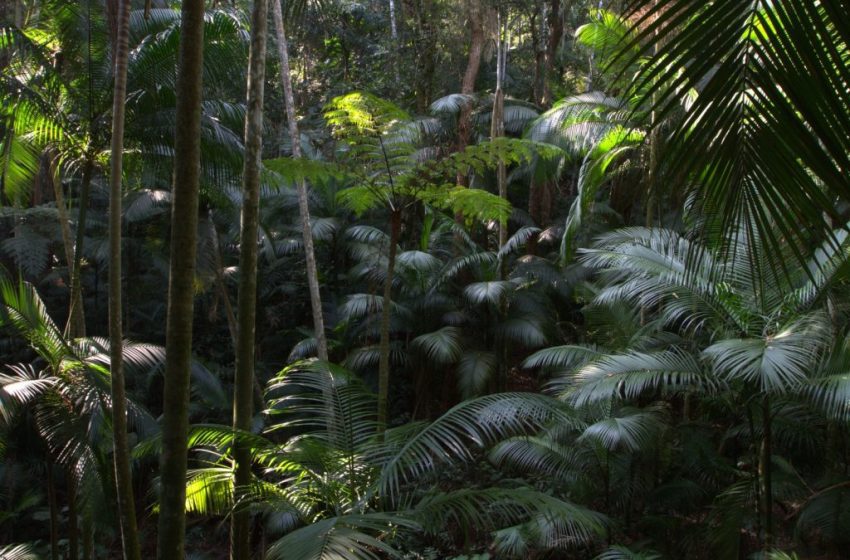  Refloresta-SP lança curso para fortalecer projetos de restauração ecológica