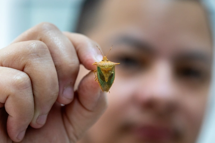  Desvendando o cheiro da maria-fedida: origem, defesa e estratégias de vida