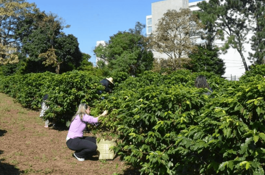  Cafezal urbano em São Paulo: novas variedades para agricultura regenerativa