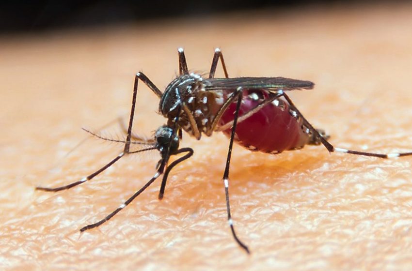  SUS expande tratamento de malária em crianças com novo medicamento