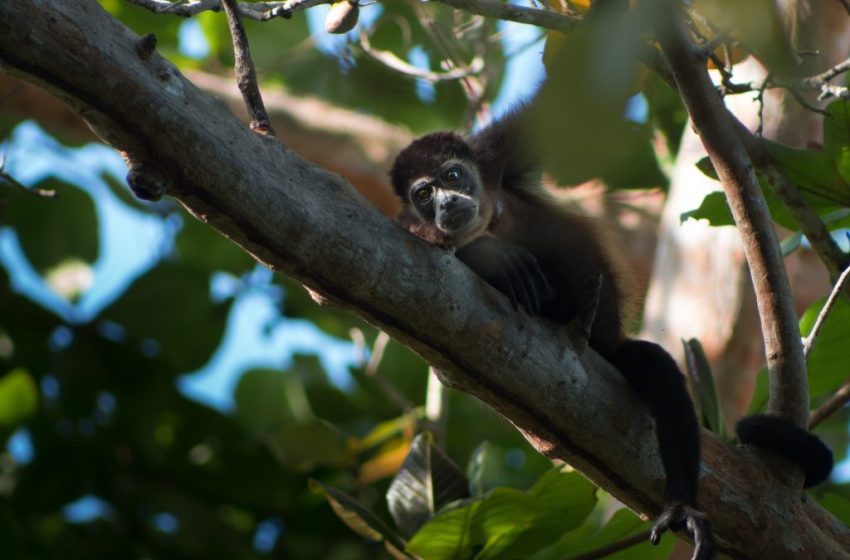  São Paulo busca parcerias para resgate e manejo de fauna silvestre