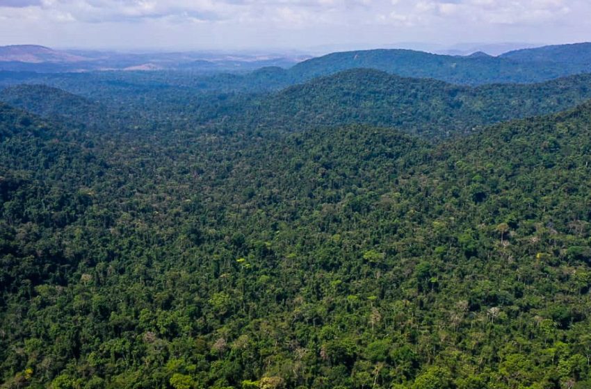  Desmatamento no Amazonas cai 32% e Amazônia atinge menor índice em oito