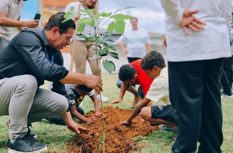 plantio de árvores cotia