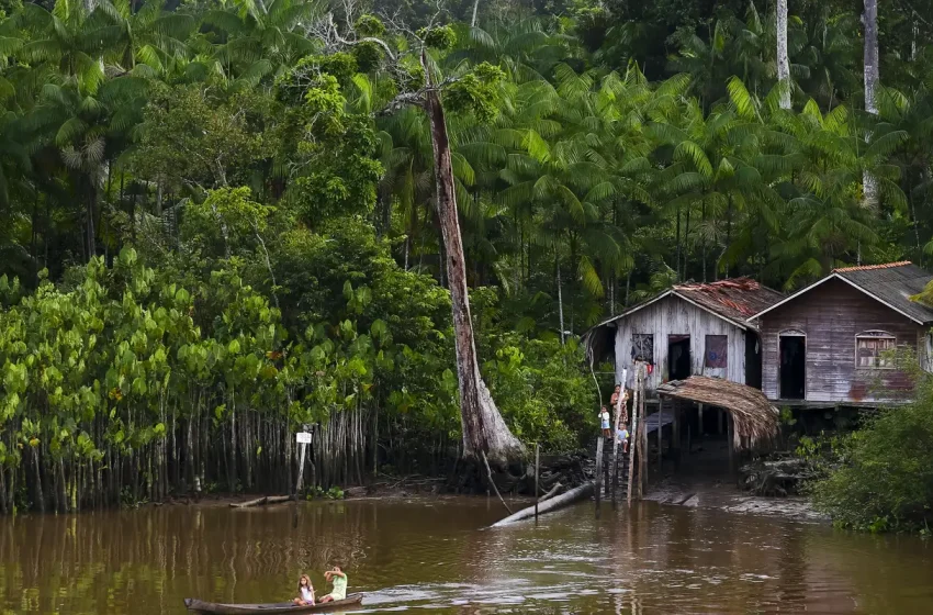  Projeto na Amazônia oferece tratamento gratuito para doença de Jorge Lobo