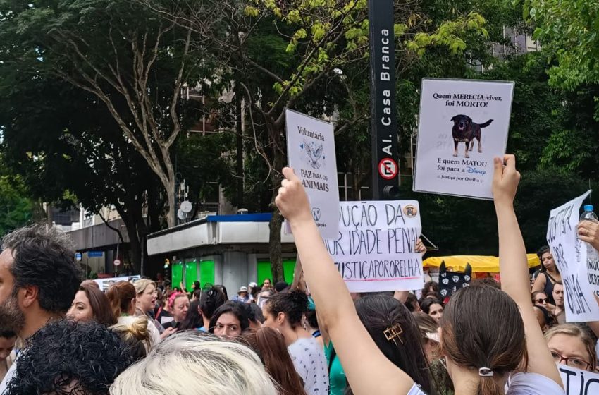  MP de Santa Catarina pede arquivamento do caso Orelha após nova perícia